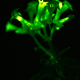 Glowing flowers.